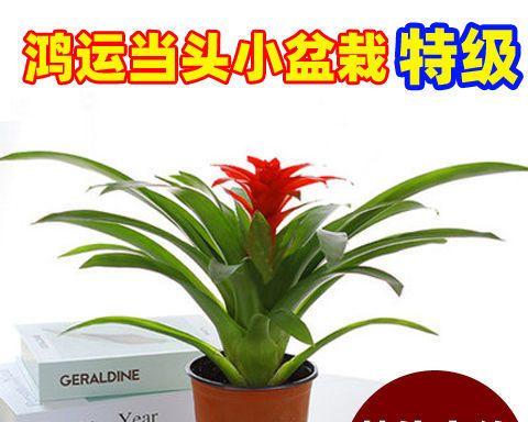 家里哪些植物不能养（盘点十种适合家养的植物）