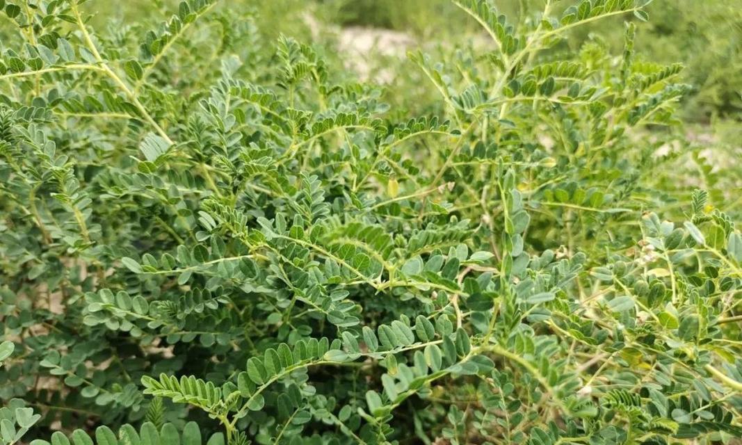 黄芪如何种植管理（黄芪栽培与栽培技术）