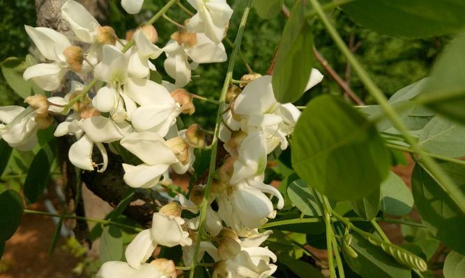 槐花树什么时候开（有关槐花花期简介）