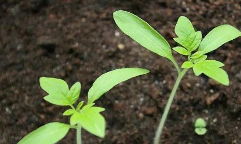 番茄苗怎么种植和管理（番茄栽培技术要点）