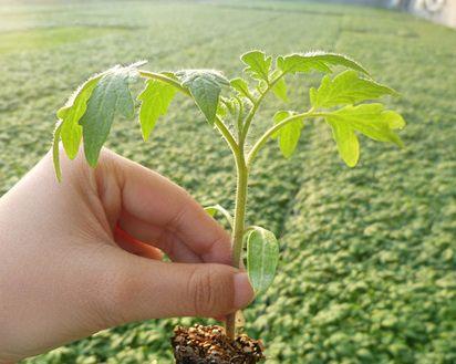 番茄苗怎么种植和管理（番茄栽培技术要点）