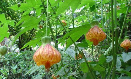 金铃花什么时候开花（有关金铃花花期简介）