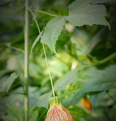 金铃花什么时候开花（有关金铃花花期简介）