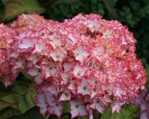 浪漫花海，粉色诉说（用粉红色绣球花传递浪漫与美满）