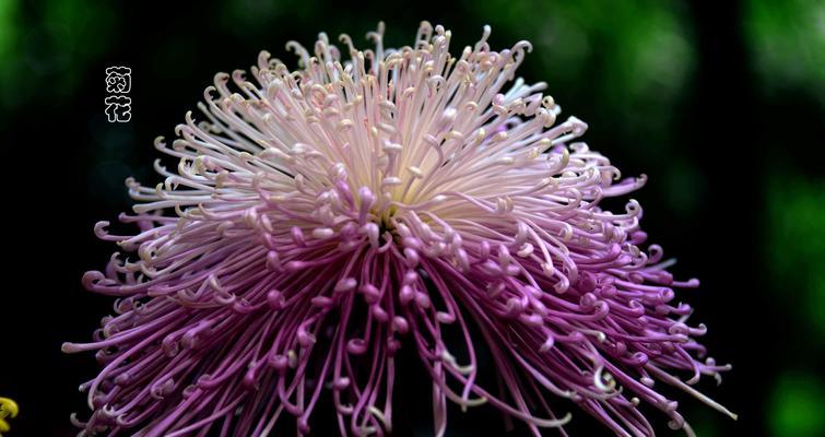 粉色菊花的花语与意义（探秘粉色菊花）