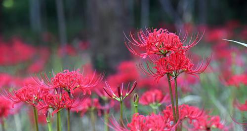 粉色曼珠沙华花语的奇妙魅力（探寻曼珠沙华花的花语与含义）