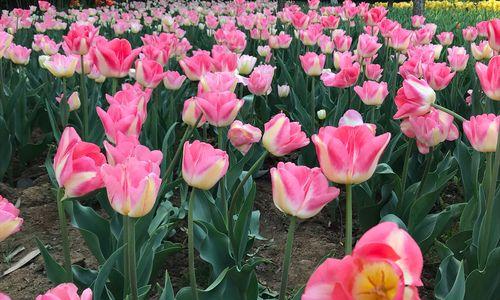 粉色郁金香花语——传递爱与温馨（用花语传达真挚情感）