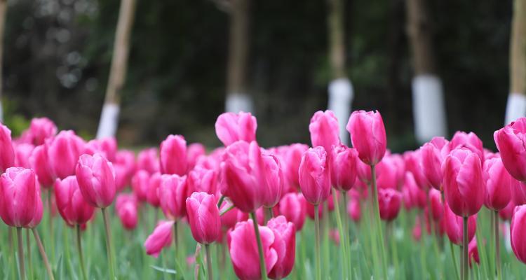 粉色郁金香花语——传递爱与温馨（用花语传达真挚情感）