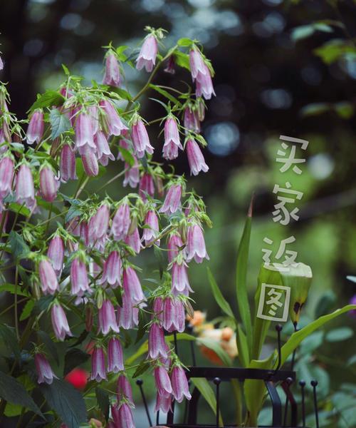 风铃草——花开如歌的象征（以风铃草的花语为媒）