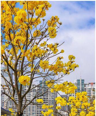 风铃花的寓意与意义（美丽而神秘的风铃花）