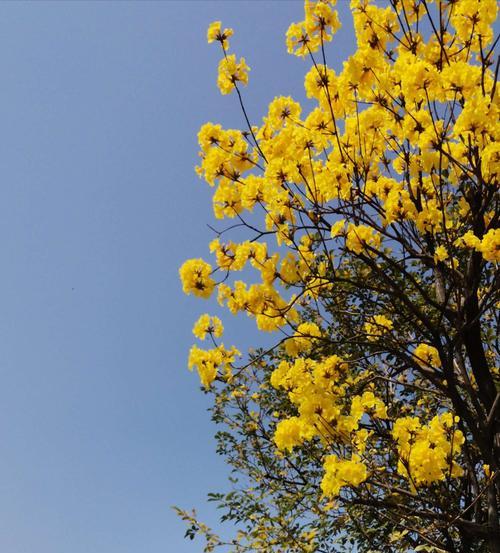 风铃花的寓意与意义（美丽而神秘的风铃花）