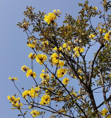 风铃花的寓意与意义（美丽而神秘的风铃花）