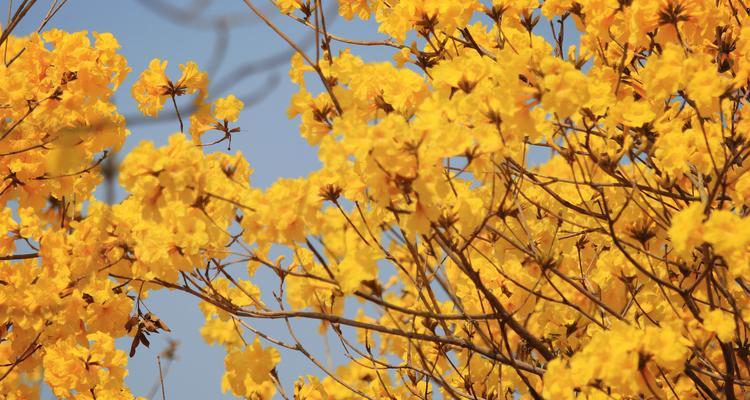 风铃花的花语与传说（探寻风铃花的神秘与美丽）