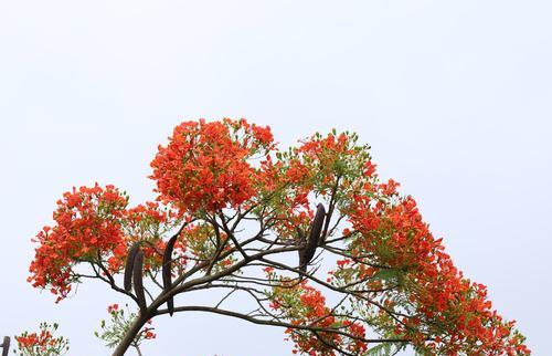 凤凰树（探索凤凰树的神奇寓意与象征意义）