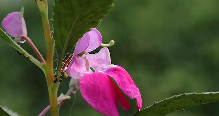 凤仙花的花语与意义（传承千年的花神之语）