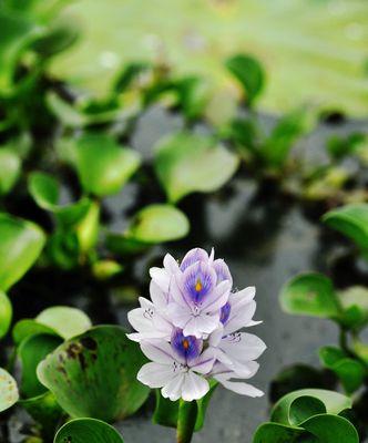 凤眼莲的花语——传递爱与希望（凤眼莲的美丽与深意）