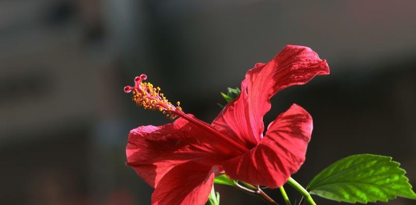 扶桑花的寓意与美丽（探索扶桑花的五彩生命之旅）