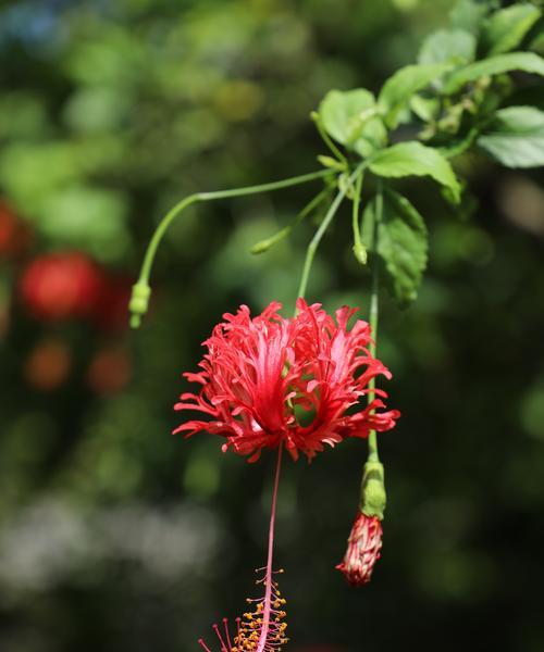 扶桑花的花语和含义（探索扶桑花的象征意义与感人内涵）