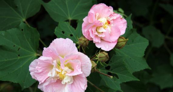 芙蓉花的象征意义（揭示芙蓉花的美丽与哲学）