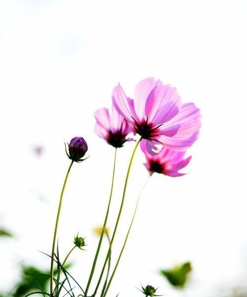 格桑花的花语（探索格桑花花语的深层含义）