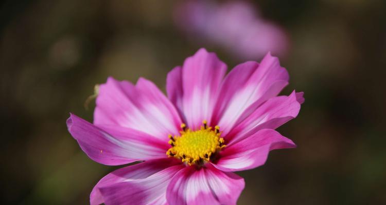 格桑花的花语（探索格桑花花语的深层含义）