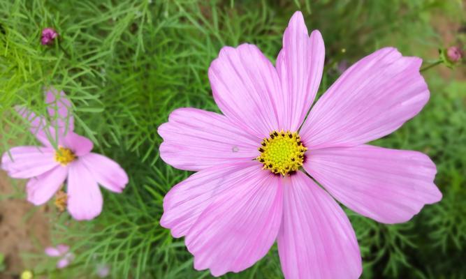 格桑花（揭示格桑花的花语与寓意）