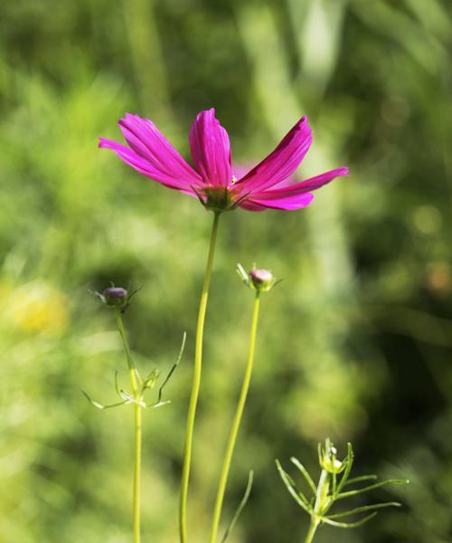 格桑花——坚韧和希望的象征（探寻格桑花的花语与内涵）