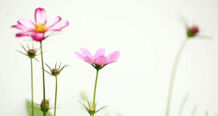 以格桑花花语与寓意（传达美好祝愿与坚韧精神的格桑花）