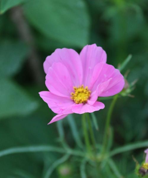 格桑花花语（探索格桑花的花语意义）