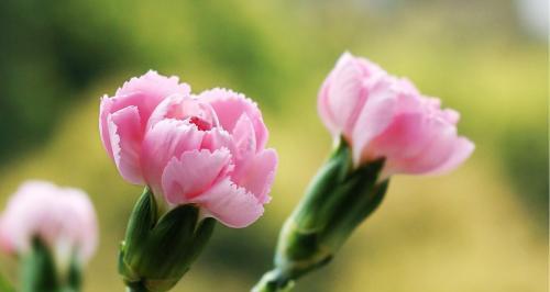 花开花落，情谊永恒——花语与寓意（探寻花语之美）