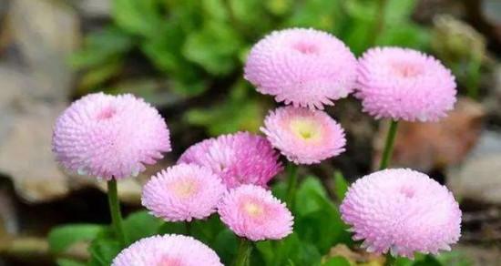 缤纷雏菊（探秘各色雏菊的花语与寓意）