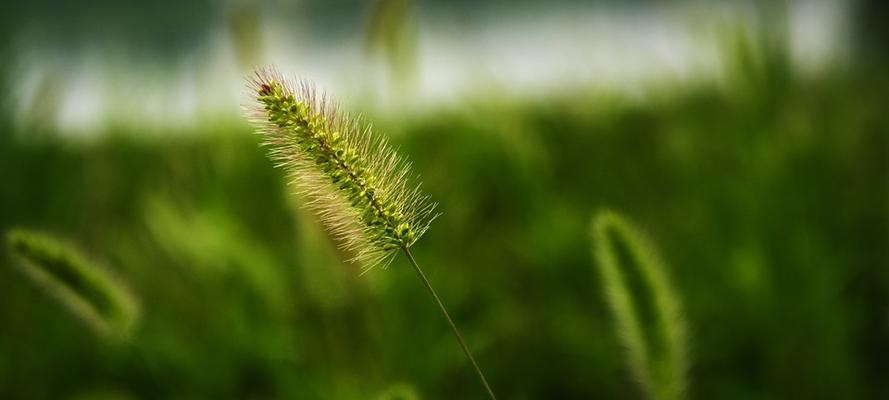 探寻狗尾巴草花语之美（狗尾巴草的花语与寓意）