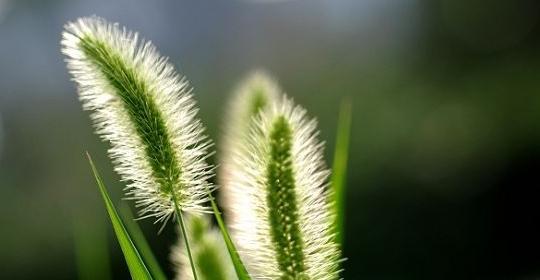 探寻狗尾巴草花语之美（狗尾巴草的花语与寓意）