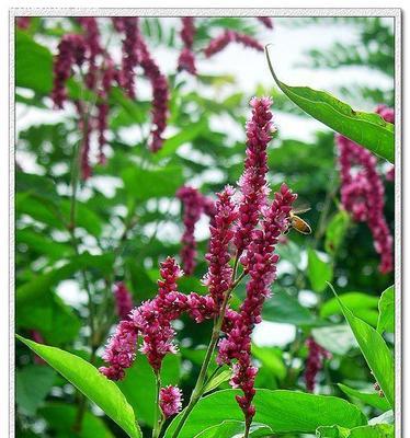 狗尾巴花的花语与寓意（探寻狗尾巴花的花语）