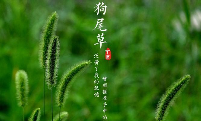 狗尾草花语，绽放生命的勇气（探寻狗尾草花语之美）