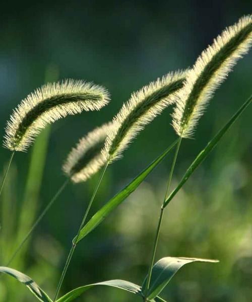 狗尾草花语，绽放生命的勇气（探寻狗尾草花语之美）