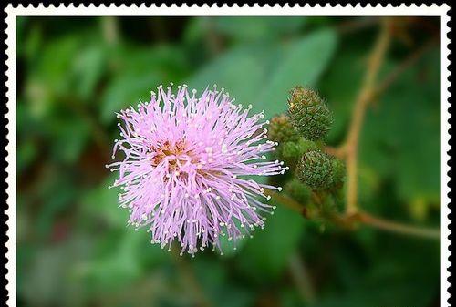 枸杞之花语（枸杞）