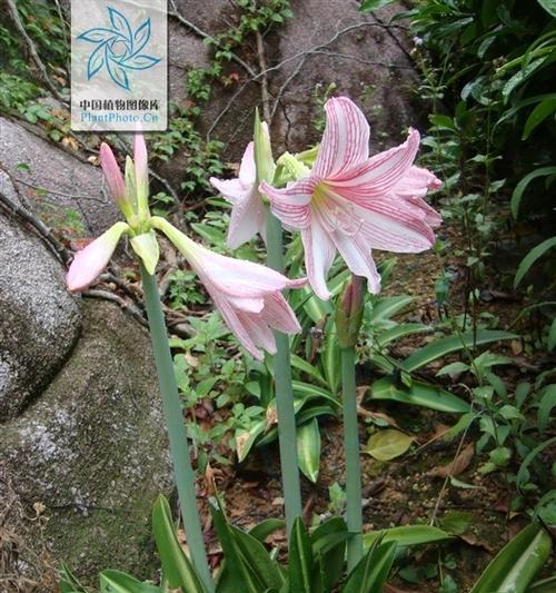 以孤挺花，生日花语体质虚羽（探索以孤挺花的花语与体质特点）