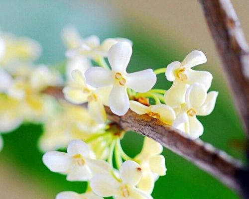 桂花的花语和象征（桂花的花语）