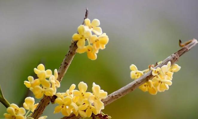 桂花的花语与寓意（探秘桂花的美丽花语）