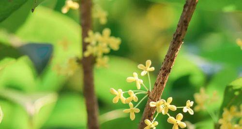 四季桂花（用芬芳的桂花香气）