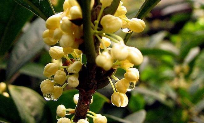 四季桂花（用芬芳的桂花香气）