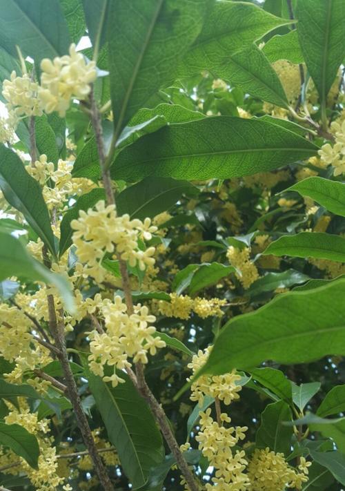 桂花的花语意义（桂花之美与深意）