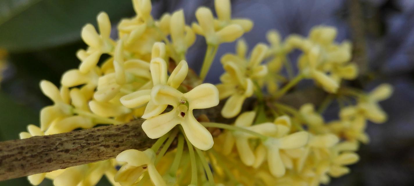 桂花的花语意义（桂花之美与深意）