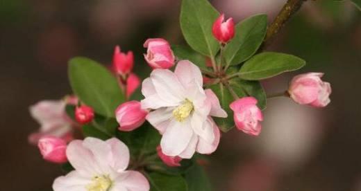 四季海棠花的花语与意义（揭示四季海棠花的花语）