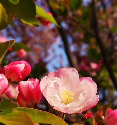 四季海棠花的花语与意义（揭示四季海棠花的花语）