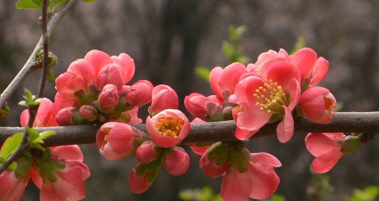 海棠花花语——赞美与美丽的象征（传承千年的文化瑰宝）