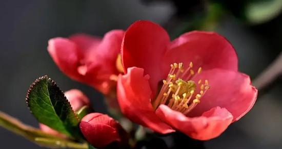 海棠花花语——赞美与美丽的象征（传承千年的文化瑰宝）