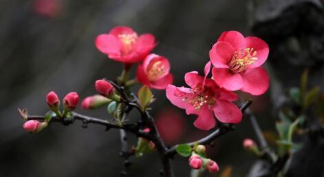 海棠花的花语与传说（海棠花的美丽与哀愁）