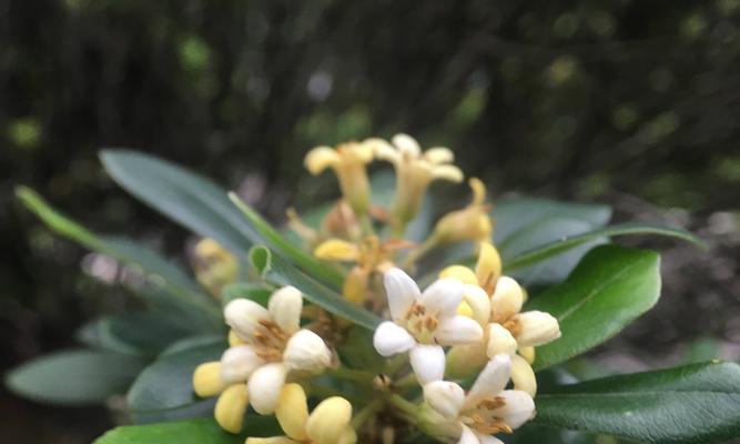 海桐花（绽放幸福的花海）